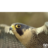 خانواده شاهینیان Falconidae